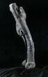 Excellent Allosaurus Femur From Colorado - With Stand #26475-3